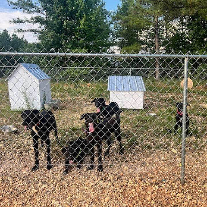 Enlarge Reed, a Adoptable mixed breed in Guin, AL image 1/5