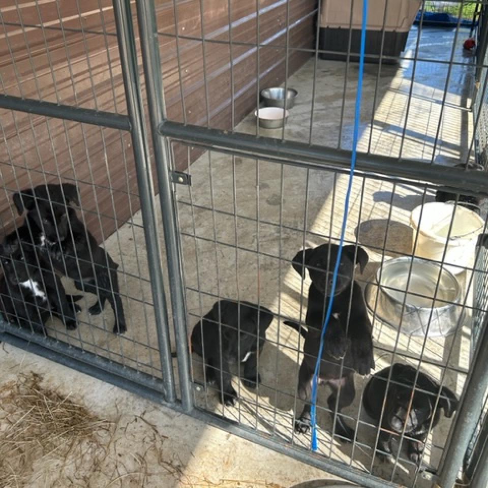 Enlarge Reed, a Adoptable mixed breed in Guin, AL image 2/5