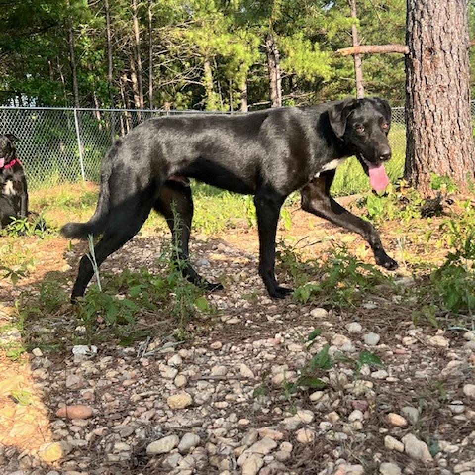 Enlarge Reed, a Adoptable mixed breed in Guin, AL image 3/5