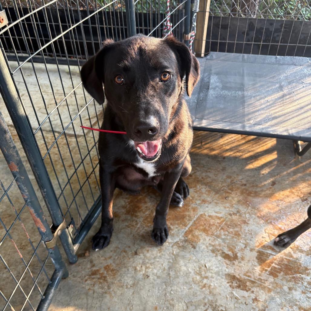 Enlarge Reed, a Adoptable mixed breed in Guin, AL image 4/5