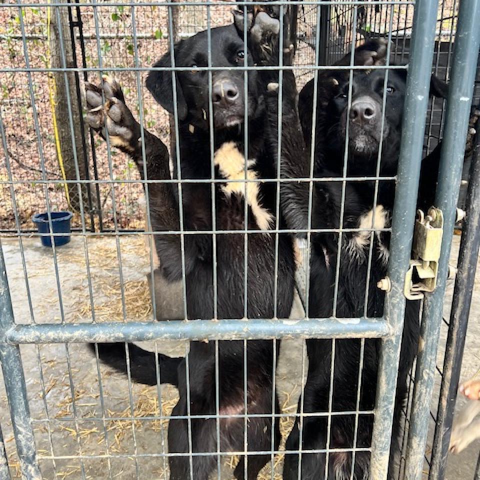 Enlarge Reed, a Adoptable mixed breed in Guin, AL image 5/5