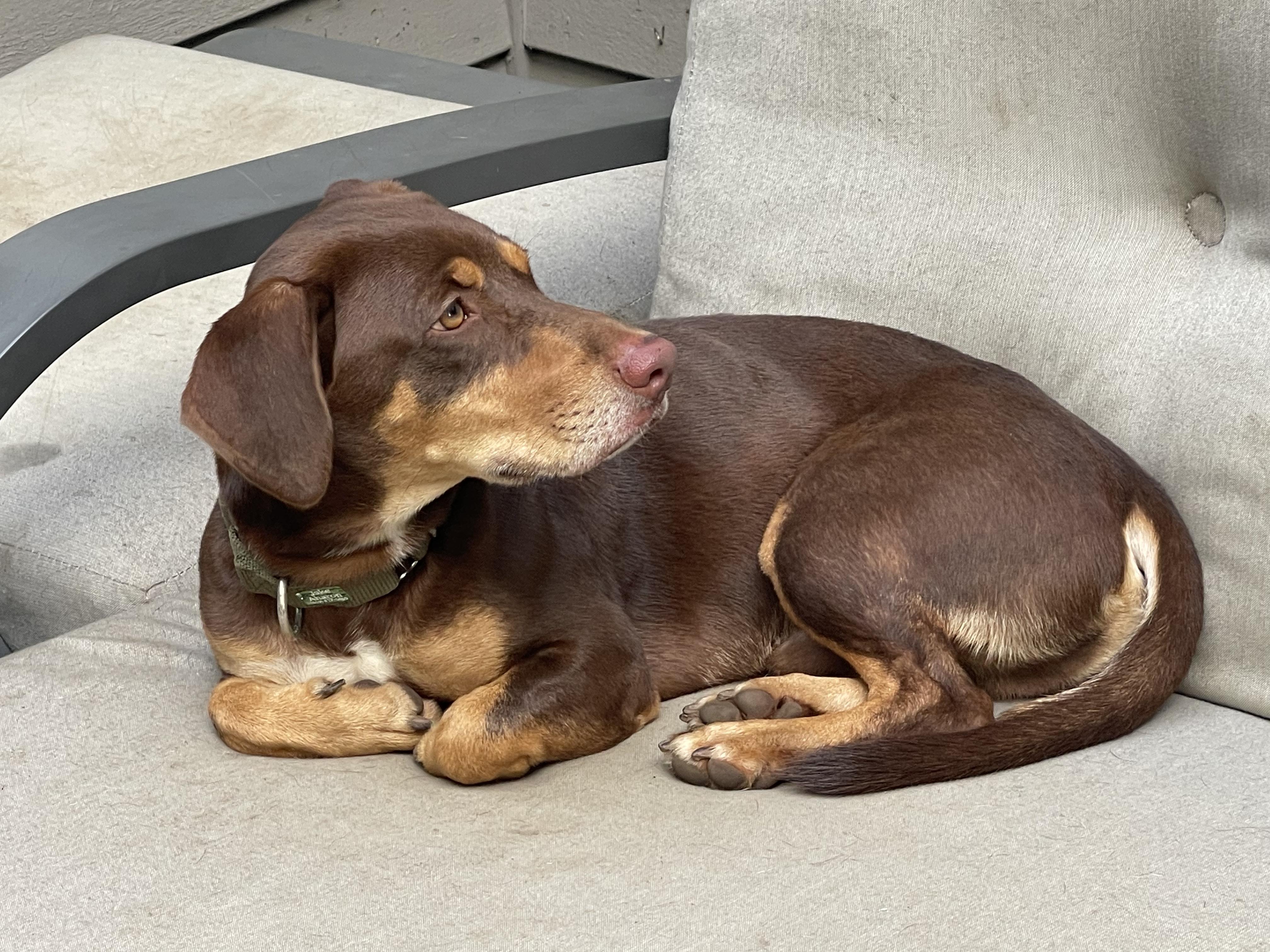 Bam Bam, Adoptable, Young Male Dachshund & Miniature Pinscher.
