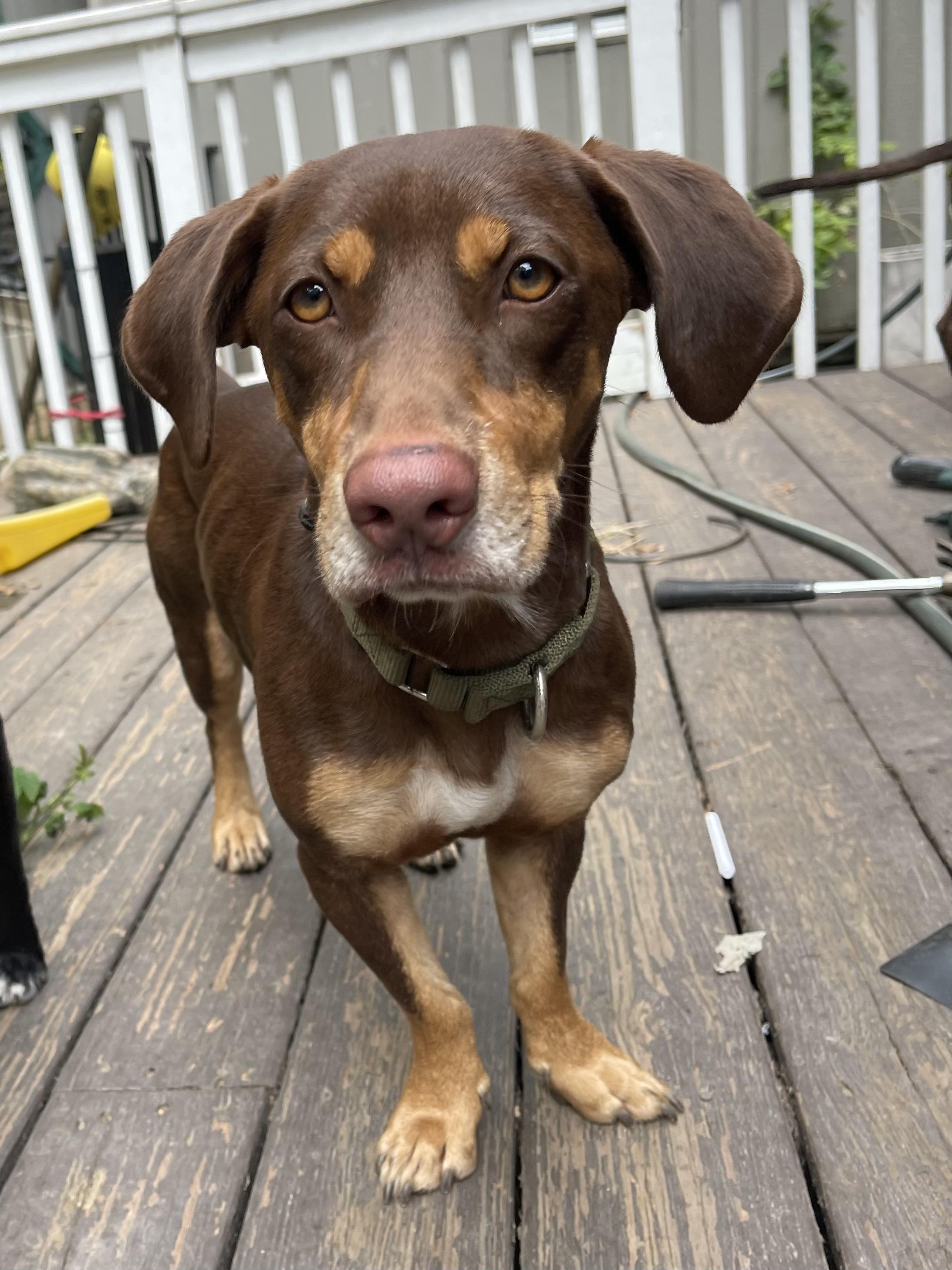 Enlarge Bam Bam, a Adoptable mixed breed in Ridgefield, CT image 2/4