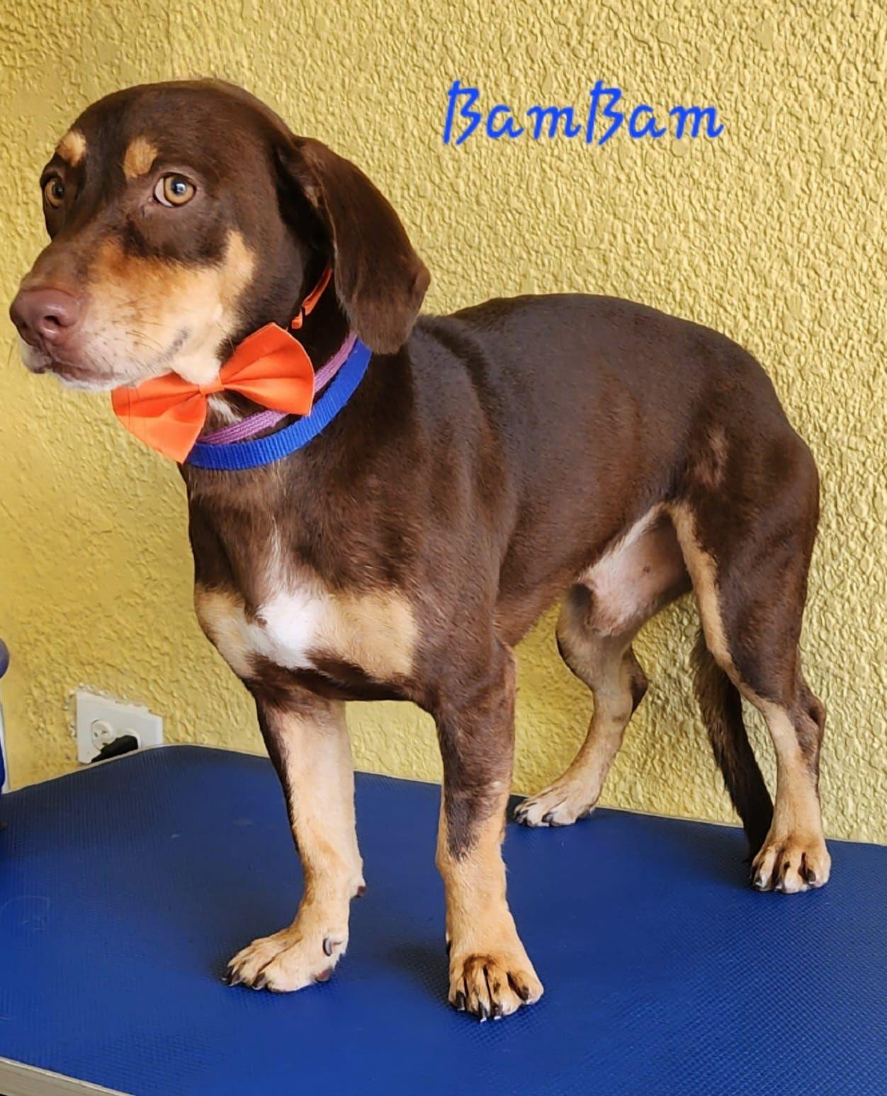 Enlarge Bam Bam, a Adoptable mixed breed in Ridgefield, CT image 4/4