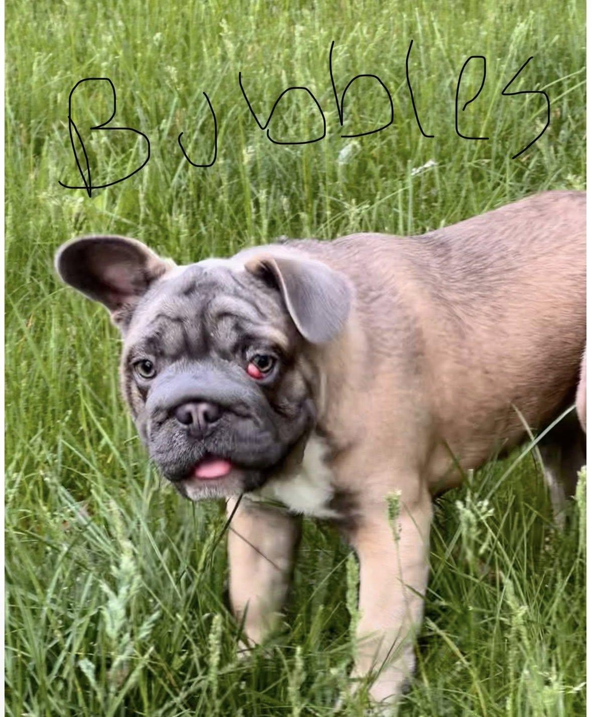 Bubbles, adopted, Young Female French Bulldog.