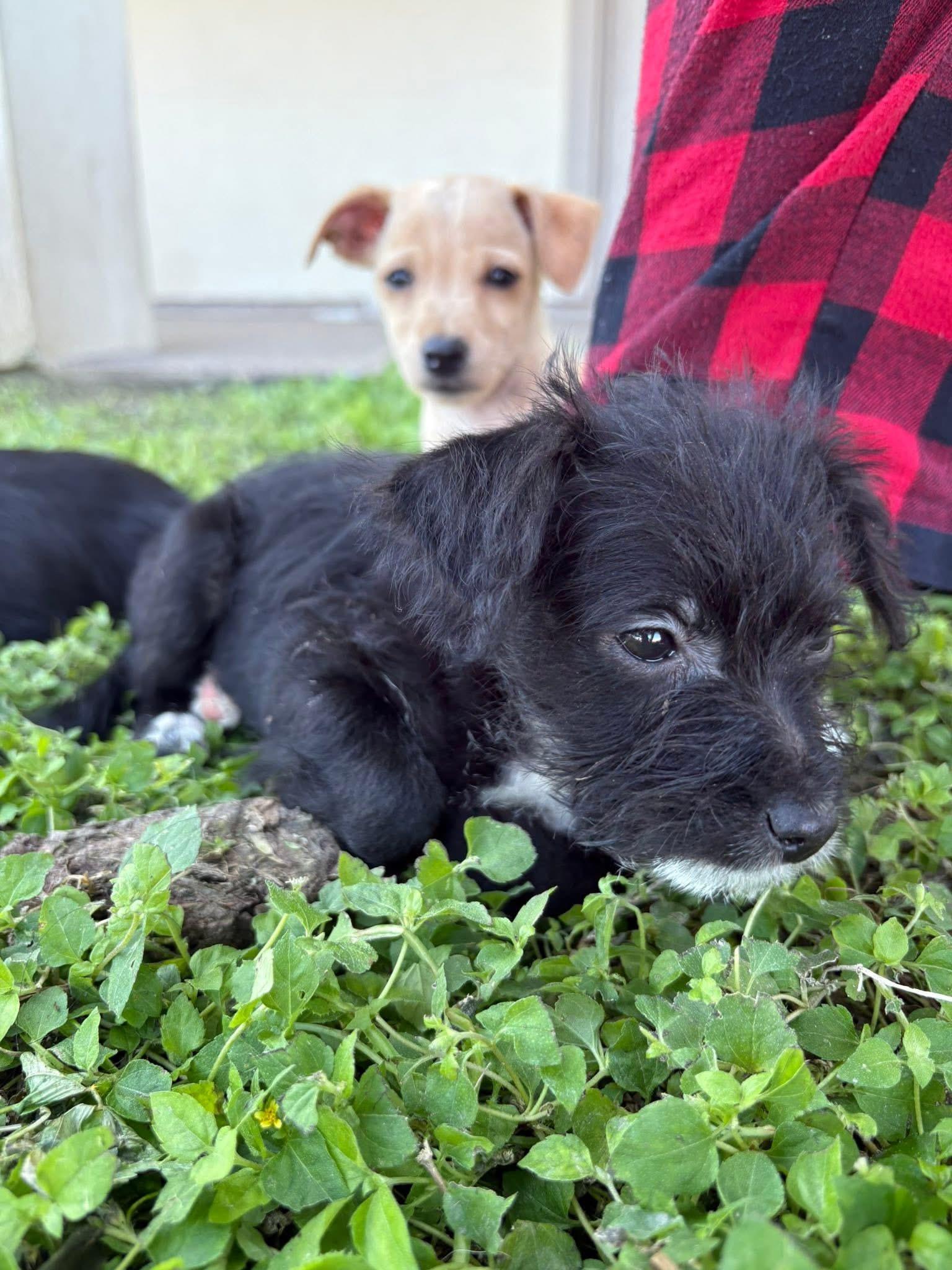 Tatum, Adoptable, Puppy Female Shih Tzu.
