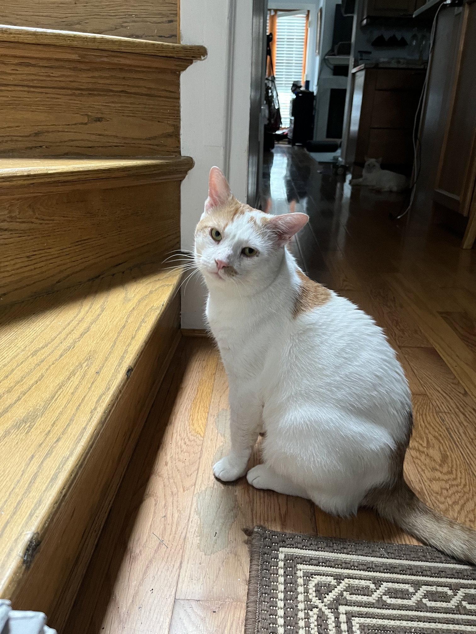 Timmy, Adoptable, Adult Male Domestic Short Hair.
