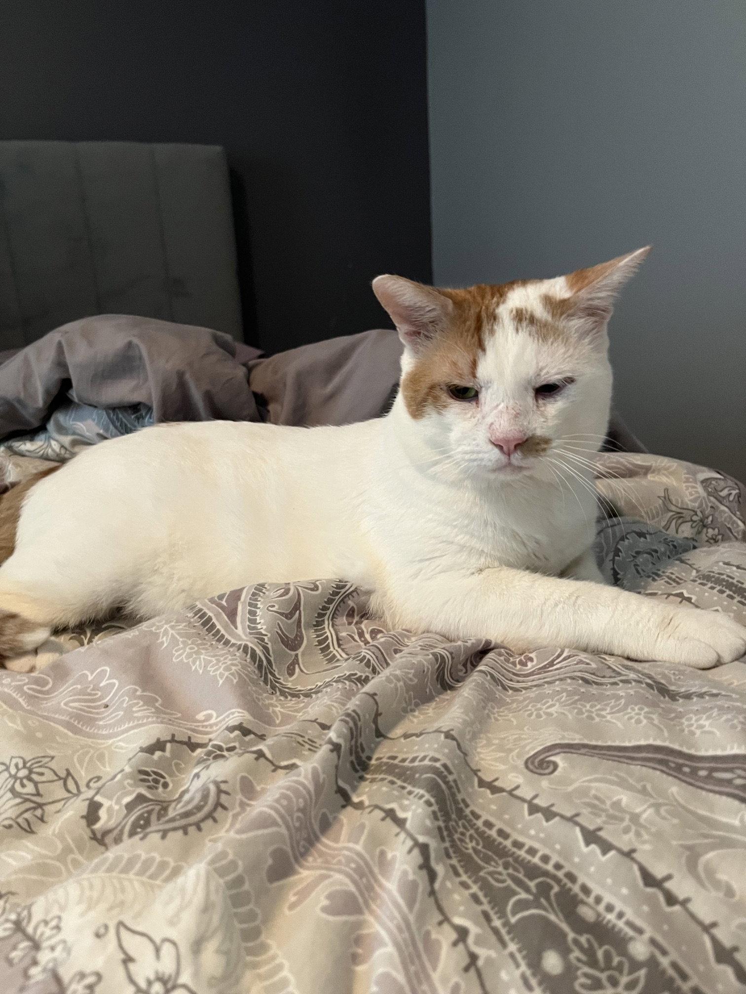 Enlarge Timmy, a Adoptable Domestic Short Hair in Herndon, VA image 2/3