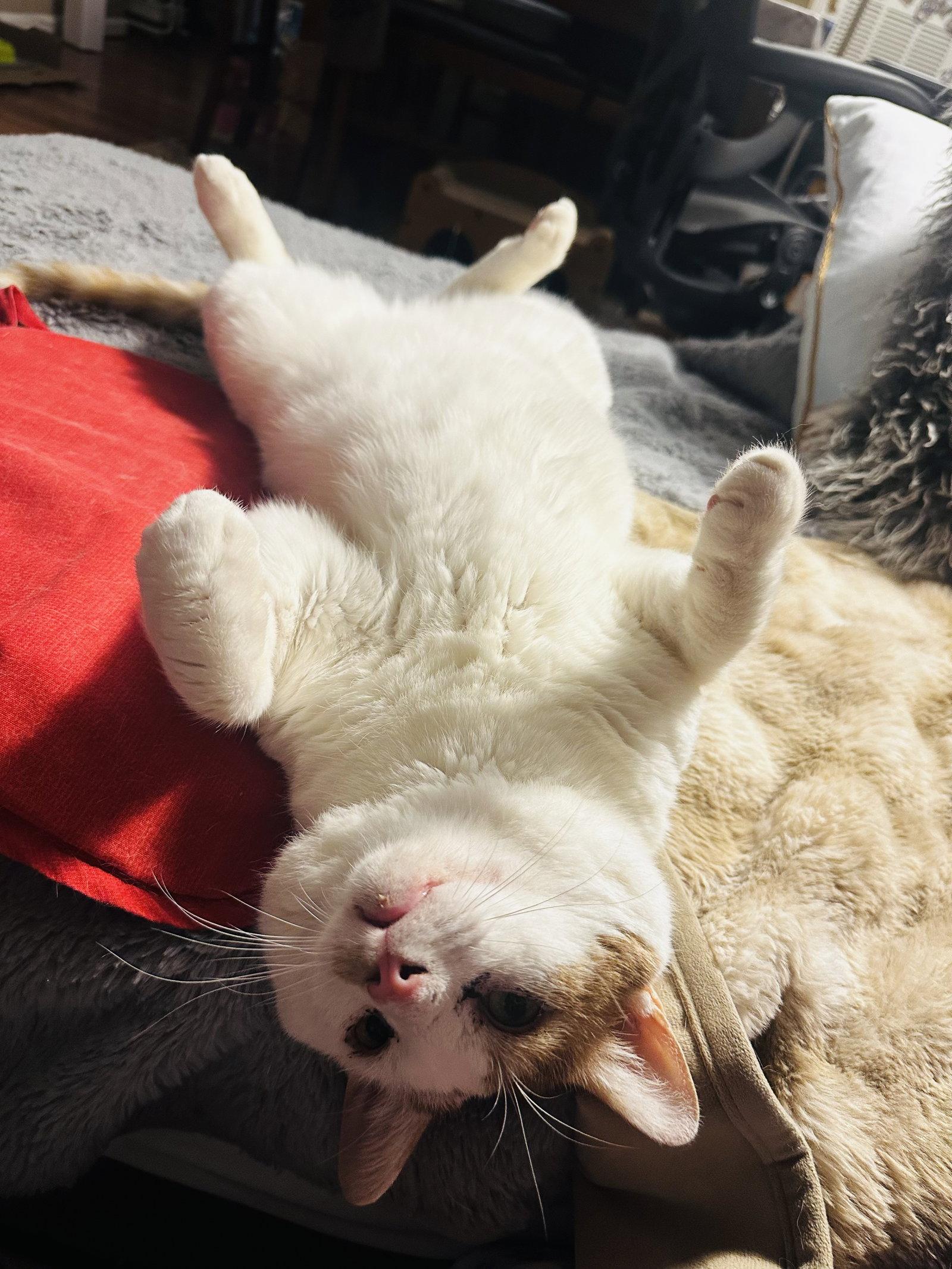 Enlarge Timmy, a Adoptable Domestic Short Hair in Herndon, VA image 3/3