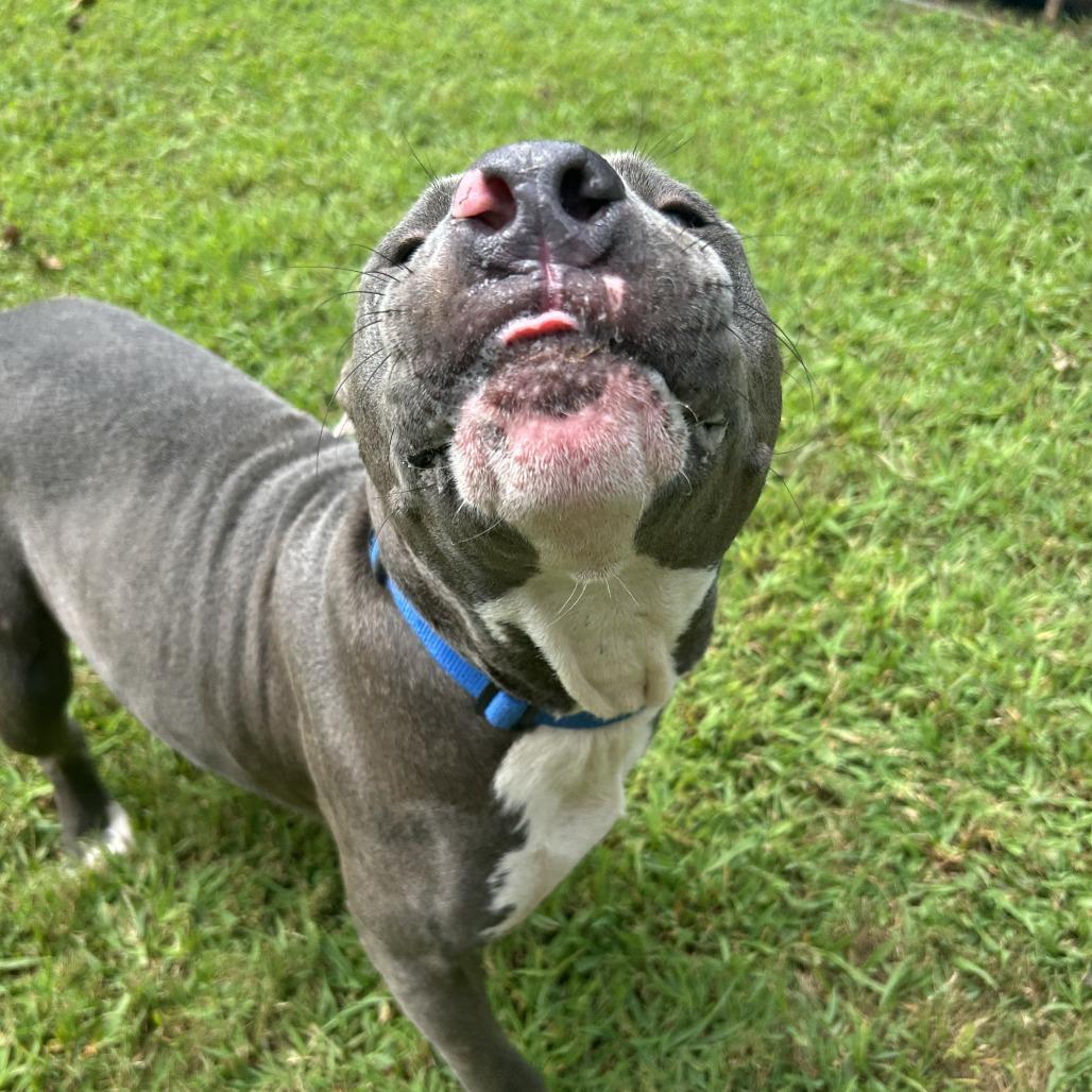 Enlarge Goliath, a Adoptable Mixed Breed in Auburn, AL image 1/6
