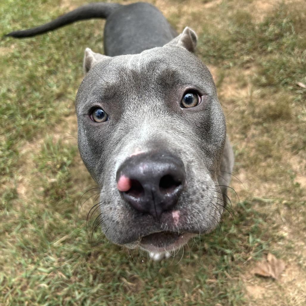 Enlarge Goliath, a Adoptable Mixed Breed in Auburn, AL image 2/6