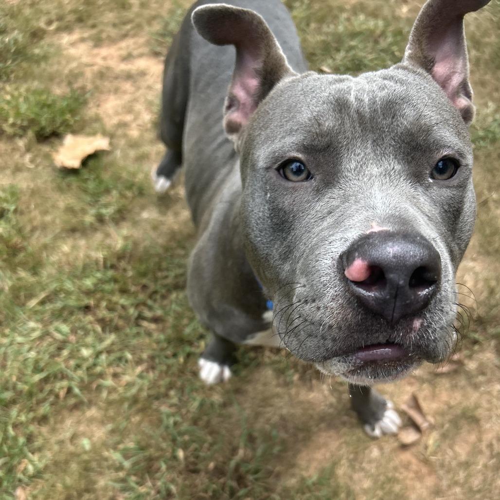 Enlarge Goliath, a Adoptable Mixed Breed in Auburn, AL image 3/6