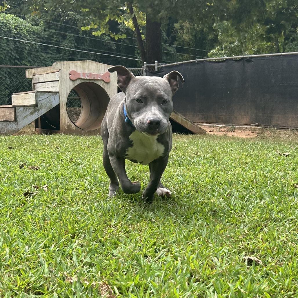 Enlarge Goliath, a Adoptable Mixed Breed in Auburn, AL image 4/6