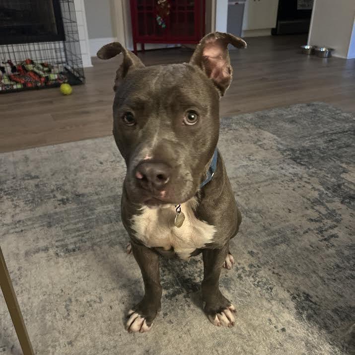 Enlarge Goliath, a Adoptable Mixed Breed in Auburn, AL image 5/6