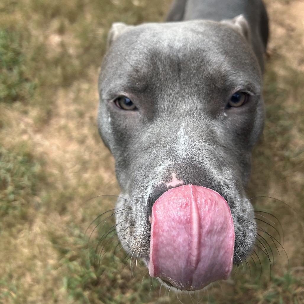 Enlarge Goliath, a Adoptable Mixed Breed in Auburn, AL image 6/6