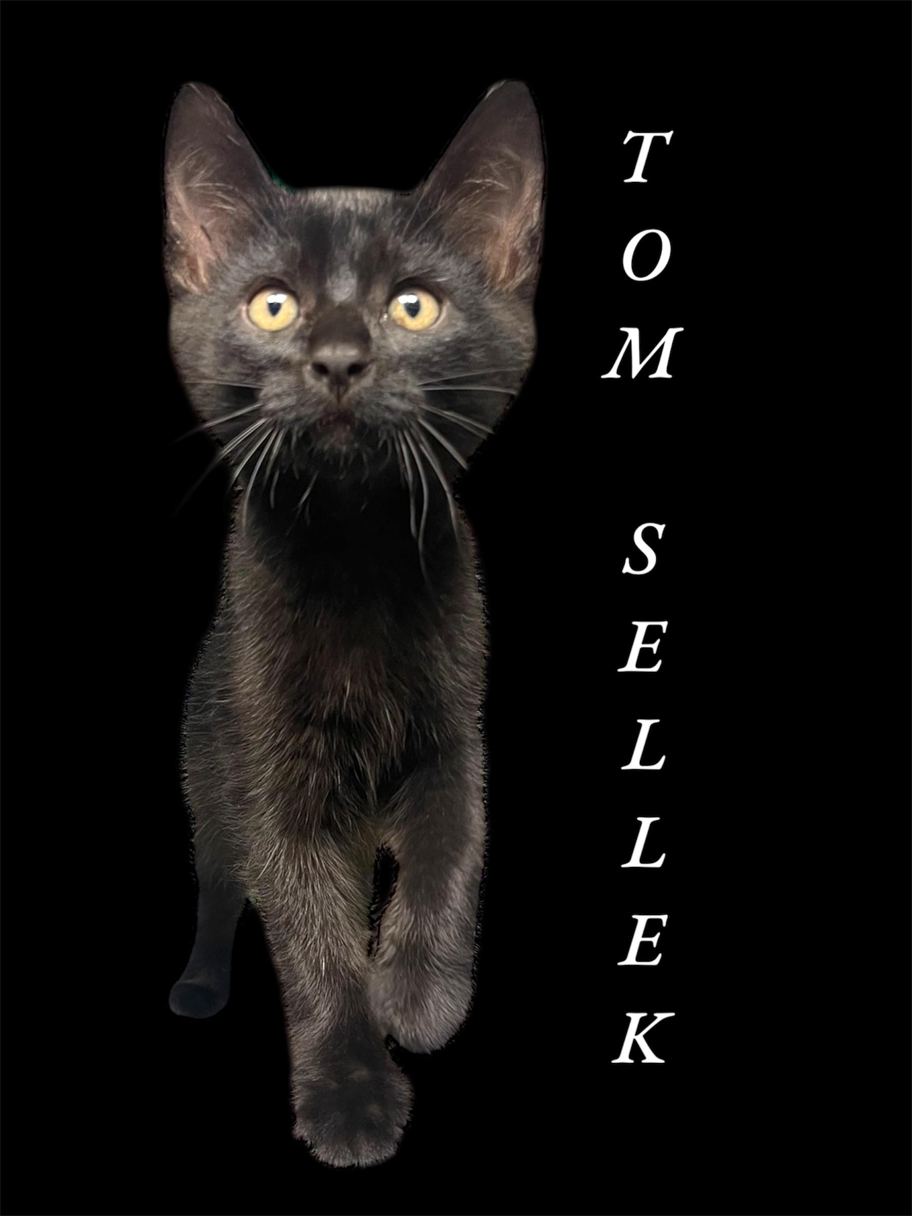 Tom Selleck