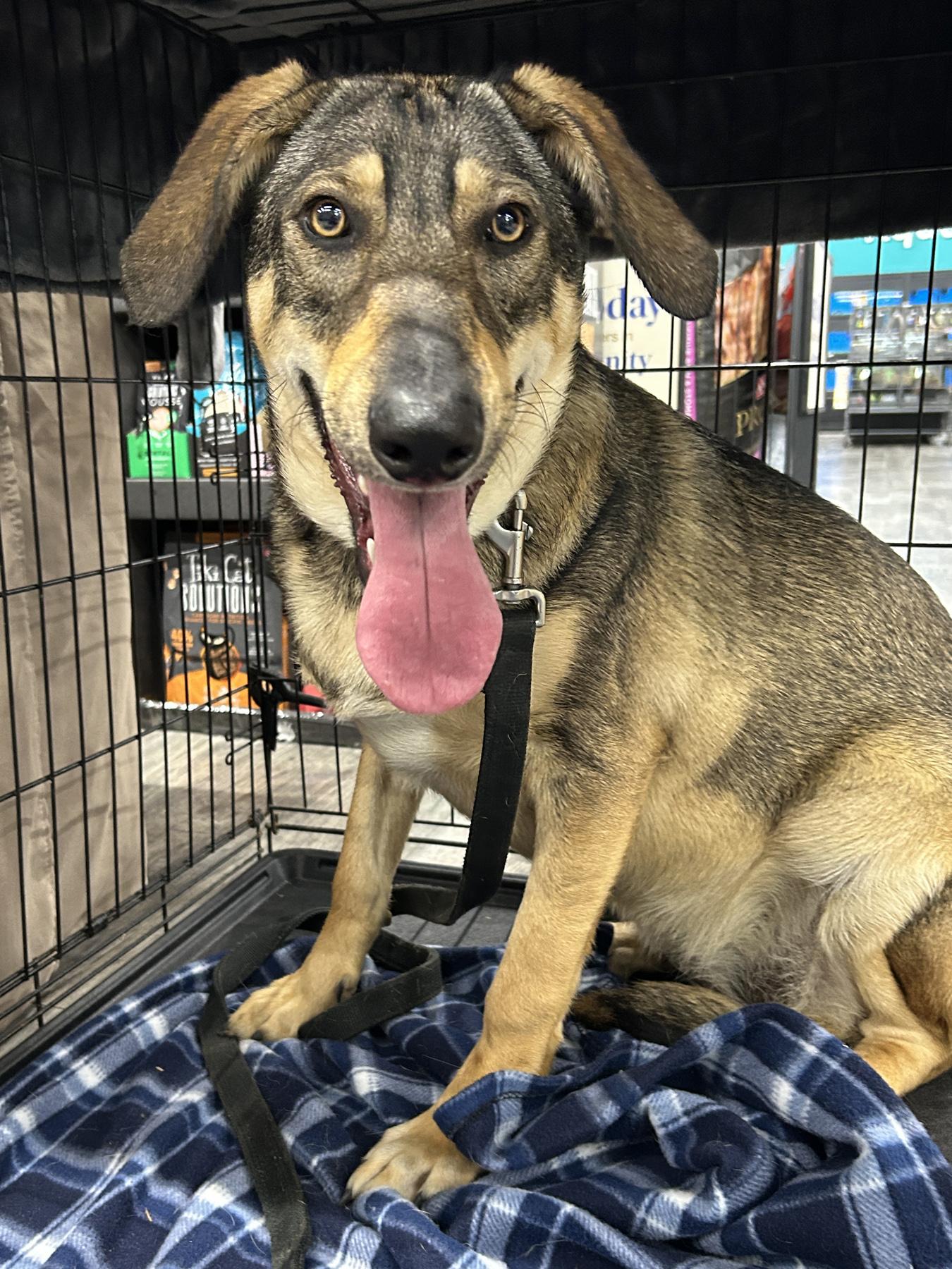 Enlarge Gabrielle, a Adoptable mixed breed in Marble Falls, TX image 2/6