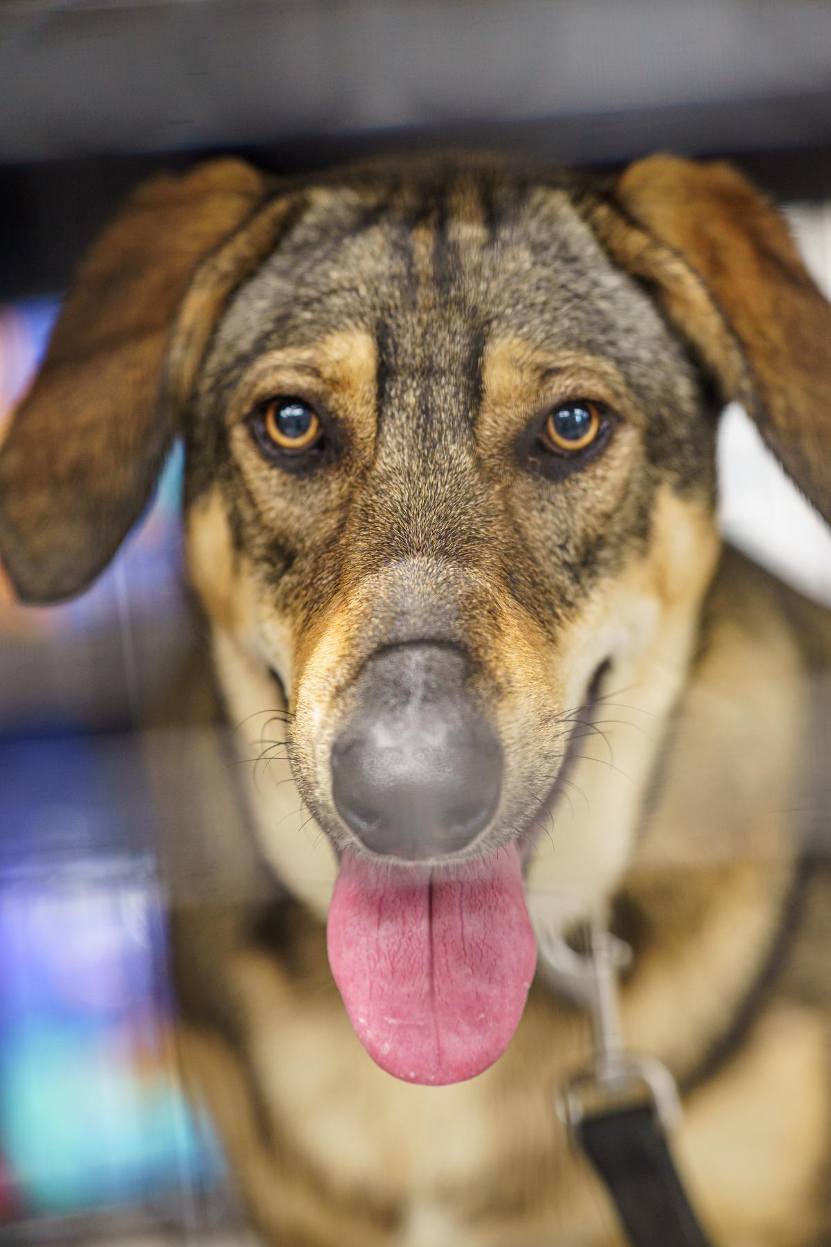 Enlarge Gabrielle, a Adoptable mixed breed in Marble Falls, TX image 1/6