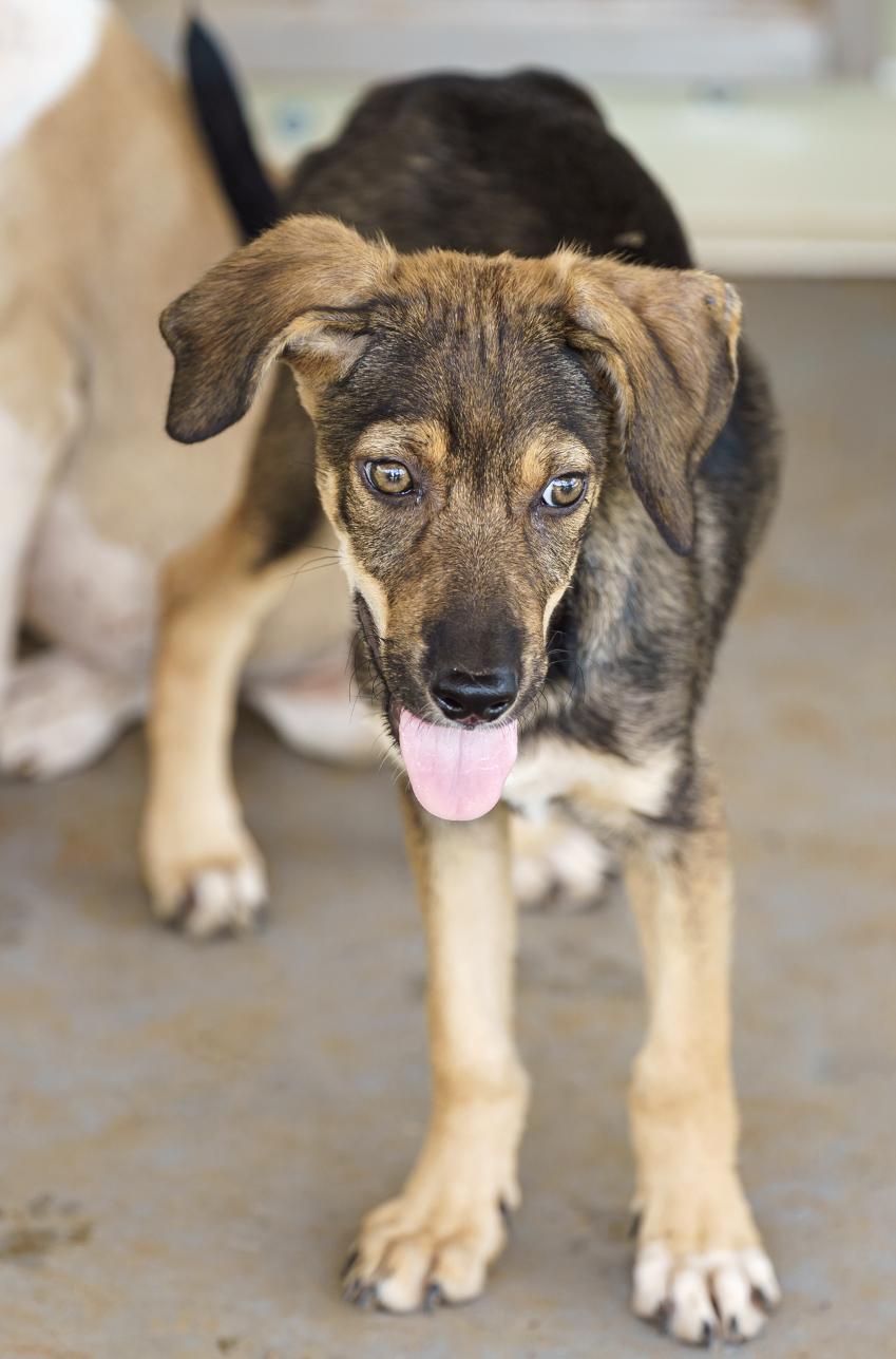Enlarge Gabrielle, a Adoptable mixed breed in Marble Falls, TX image 5/6