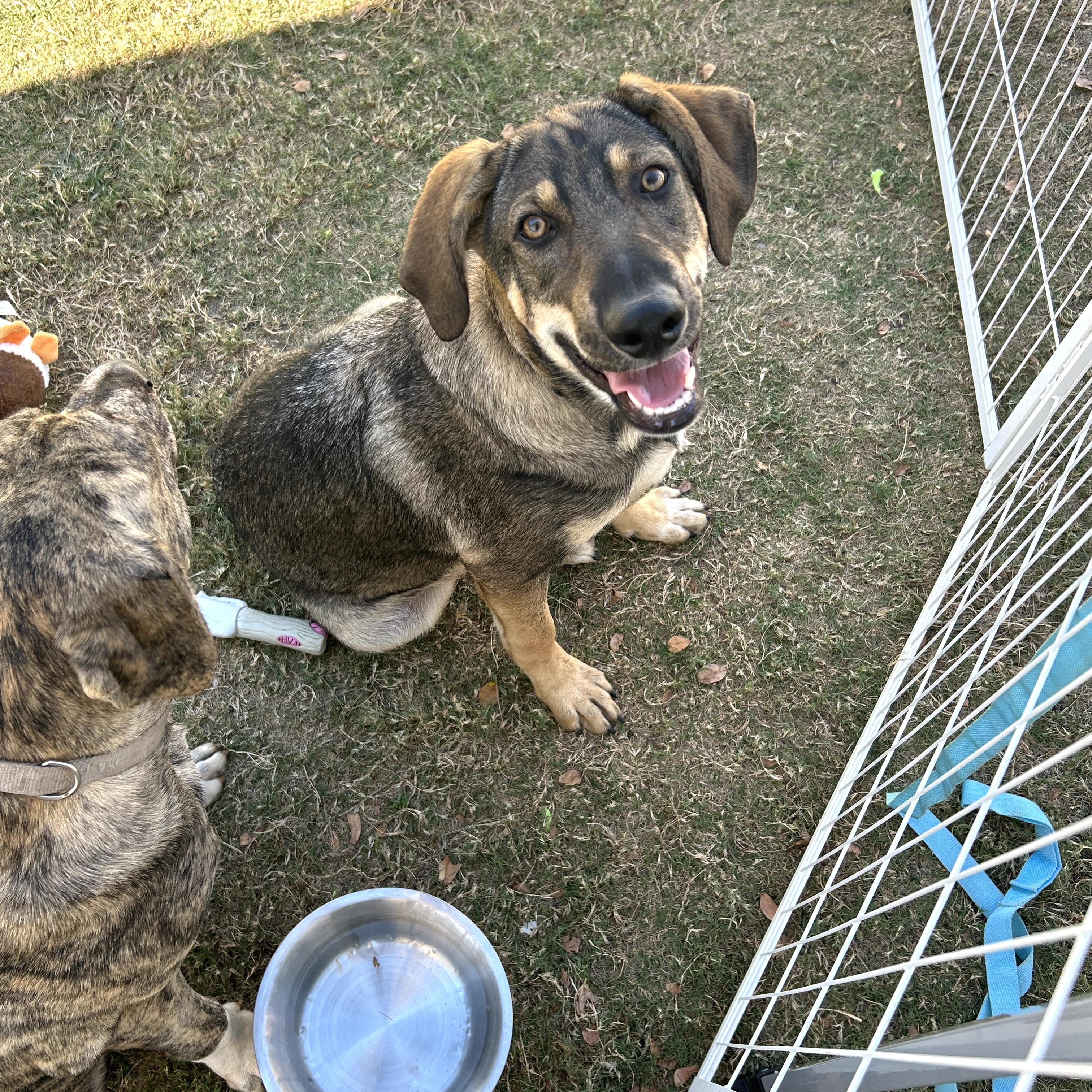 Enlarge Gabrielle, a Adoptable mixed breed in Marble Falls, TX image 3/6