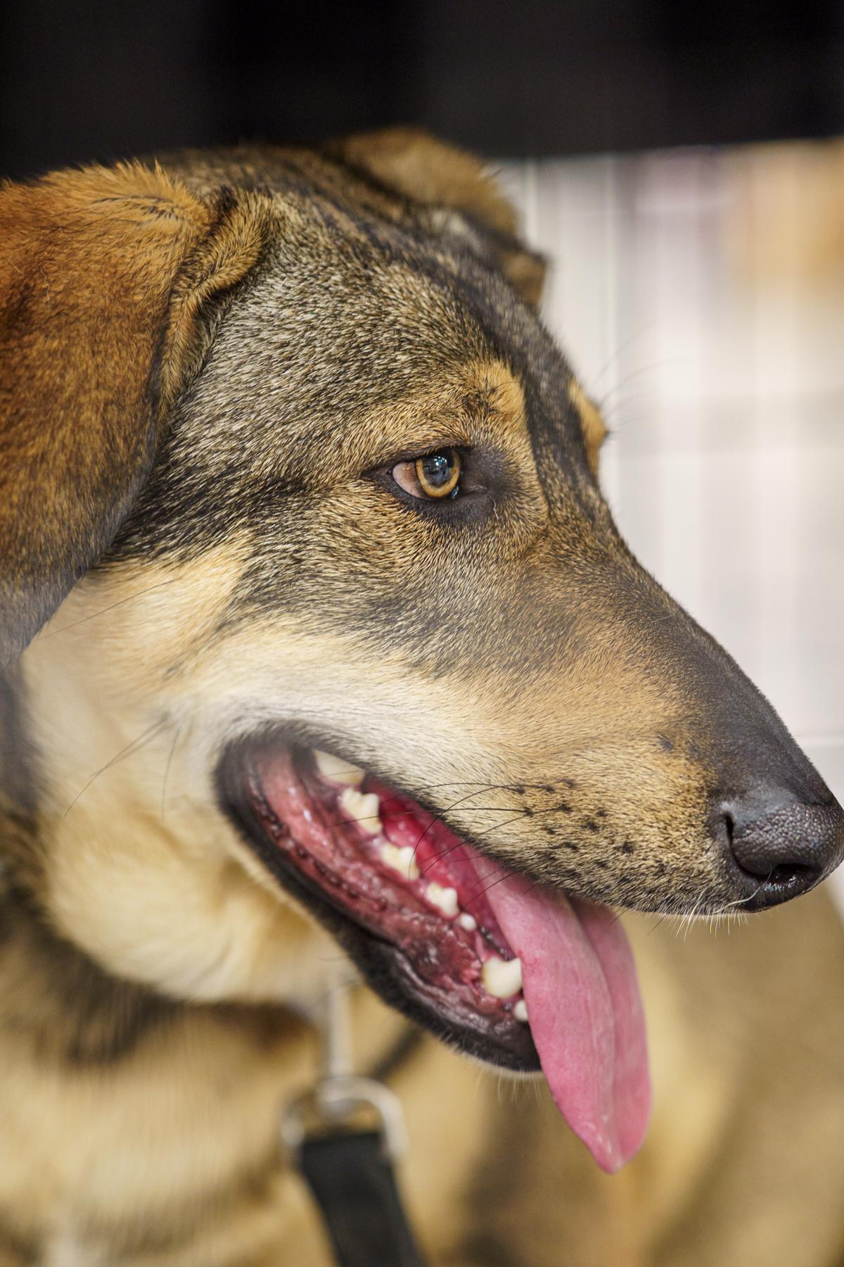 Enlarge Gabrielle, a Adoptable mixed breed in Marble Falls, TX image 4/6