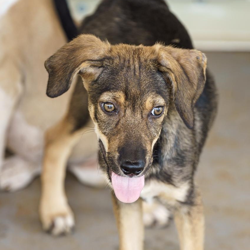 Enlarge Gabrielle, a Adoptable mixed breed in Marble Falls, TX image 4/6