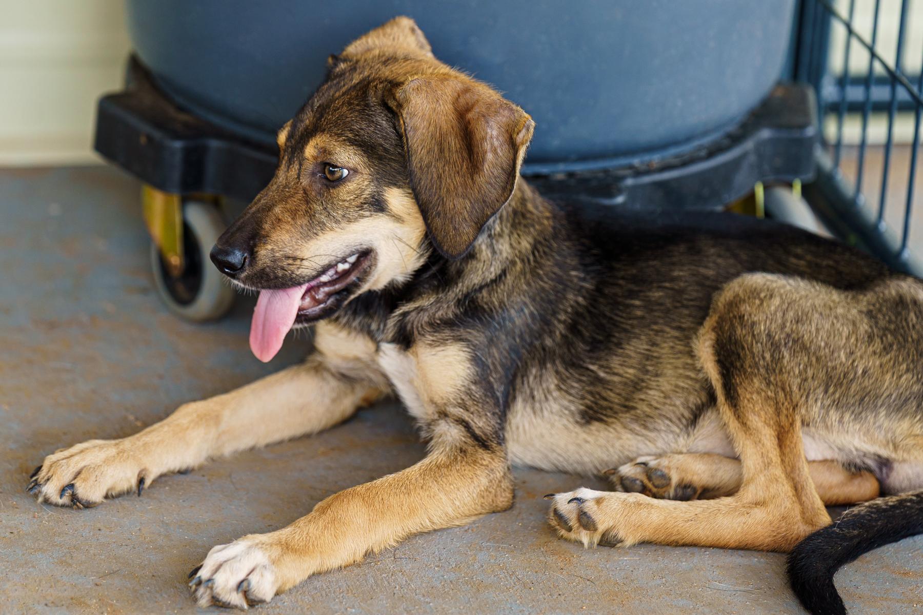 Enlarge Gabrielle, a Adoptable mixed breed in Marble Falls, TX image 6/6