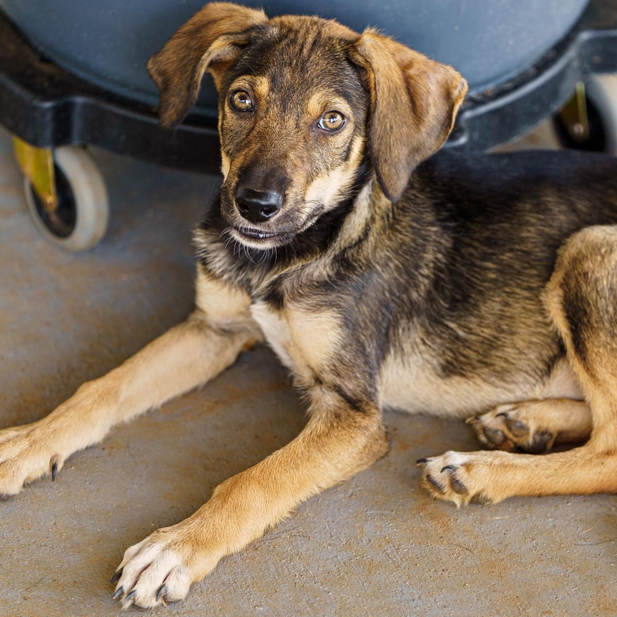 Enlarge Gabrielle, a Adoptable mixed breed in Marble Falls, TX image 2/6