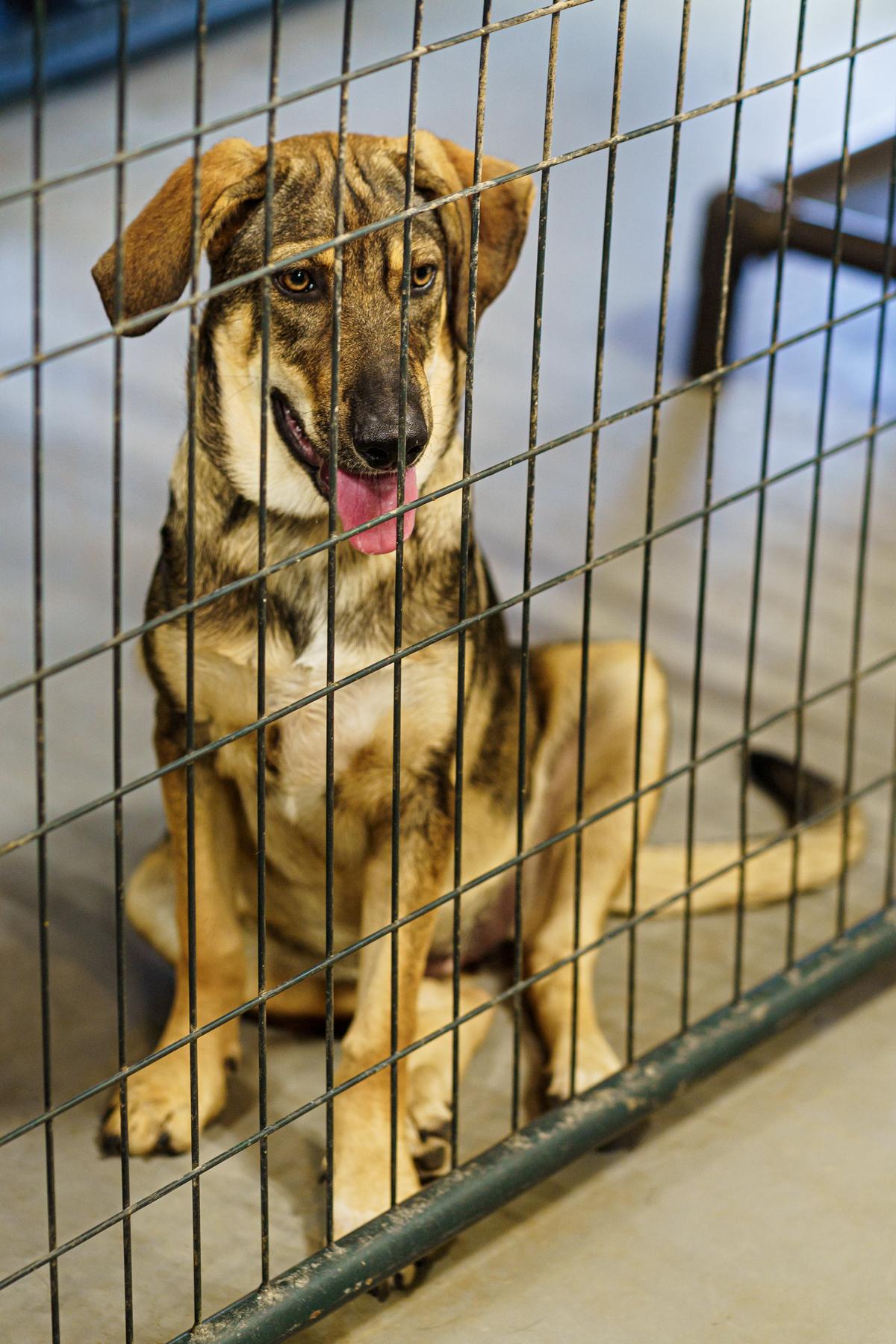 Enlarge Gabrielle, a Adoptable mixed breed in Marble Falls, TX image 1/6