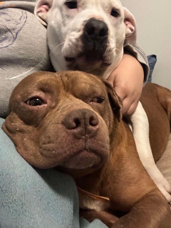 Jabba the Mutt, Adoptable, Adult Male Pit Bull Terrier.