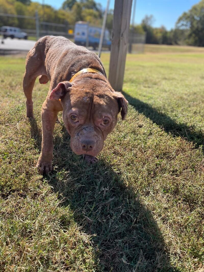 Enlarge Jabba the Mutt, a Adoptable Pit Bull Terrier in Maryville, TN image 2/6