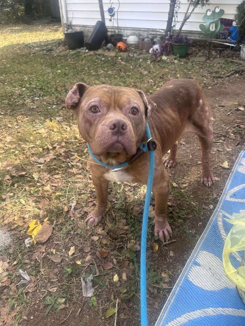 Enlarge Jabba the Mutt, a Adoptable Pit Bull Terrier in Maryville, TN image 3/6