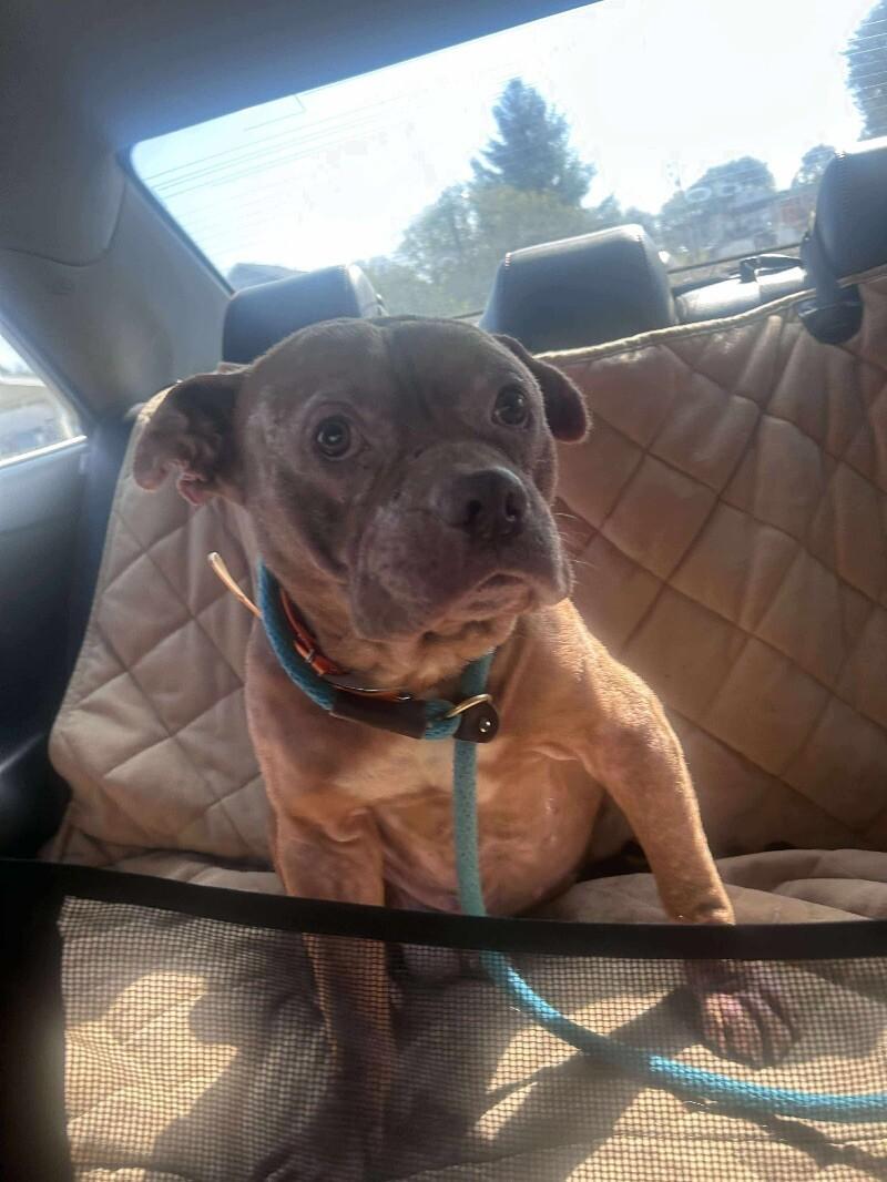 Enlarge Jabba the Mutt, a Adoptable Pit Bull Terrier in Maryville, TN image 4/6