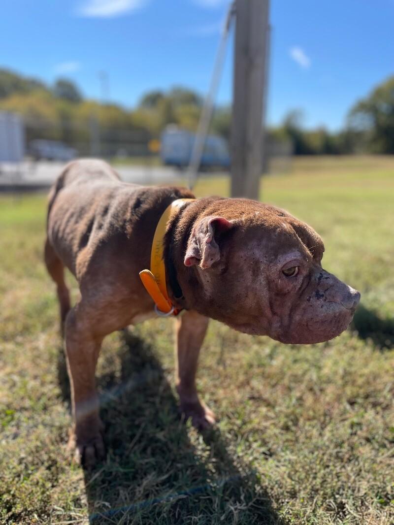 Enlarge Jabba the Mutt, a Adoptable Pit Bull Terrier in Maryville, TN image 5/6