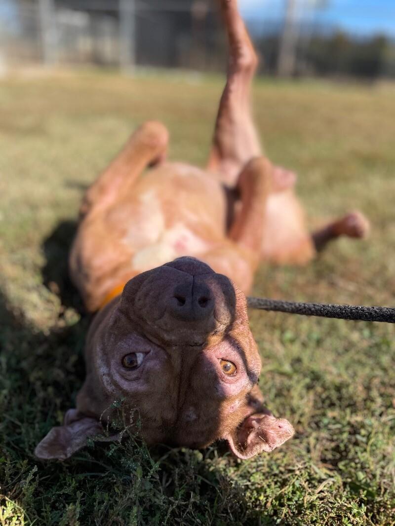 Enlarge Jabba the Mutt, a Adoptable Pit Bull Terrier in Maryville, TN image 6/6
