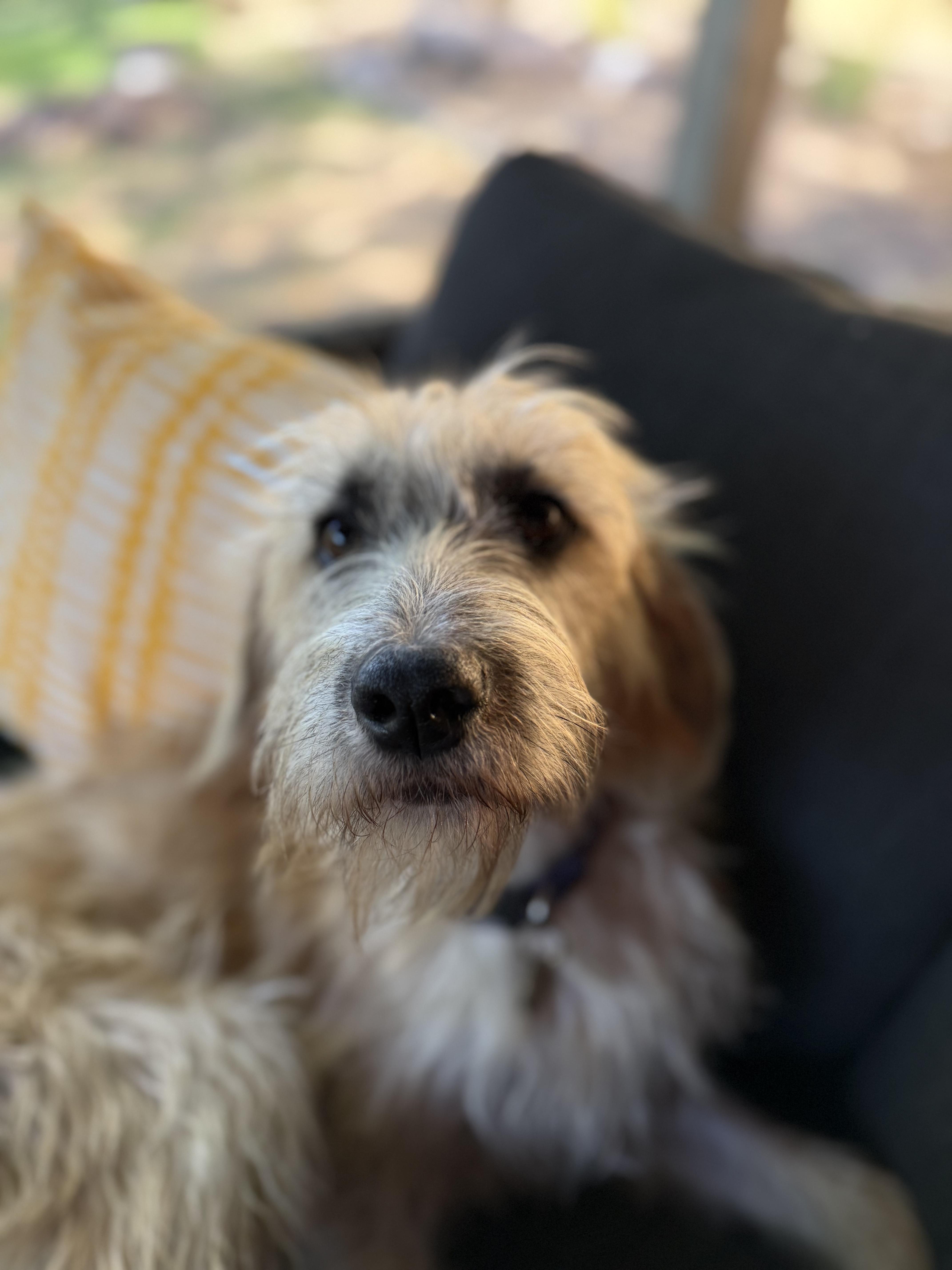 Amber, Adoptable, Young Female Border Terrier & Terrier.