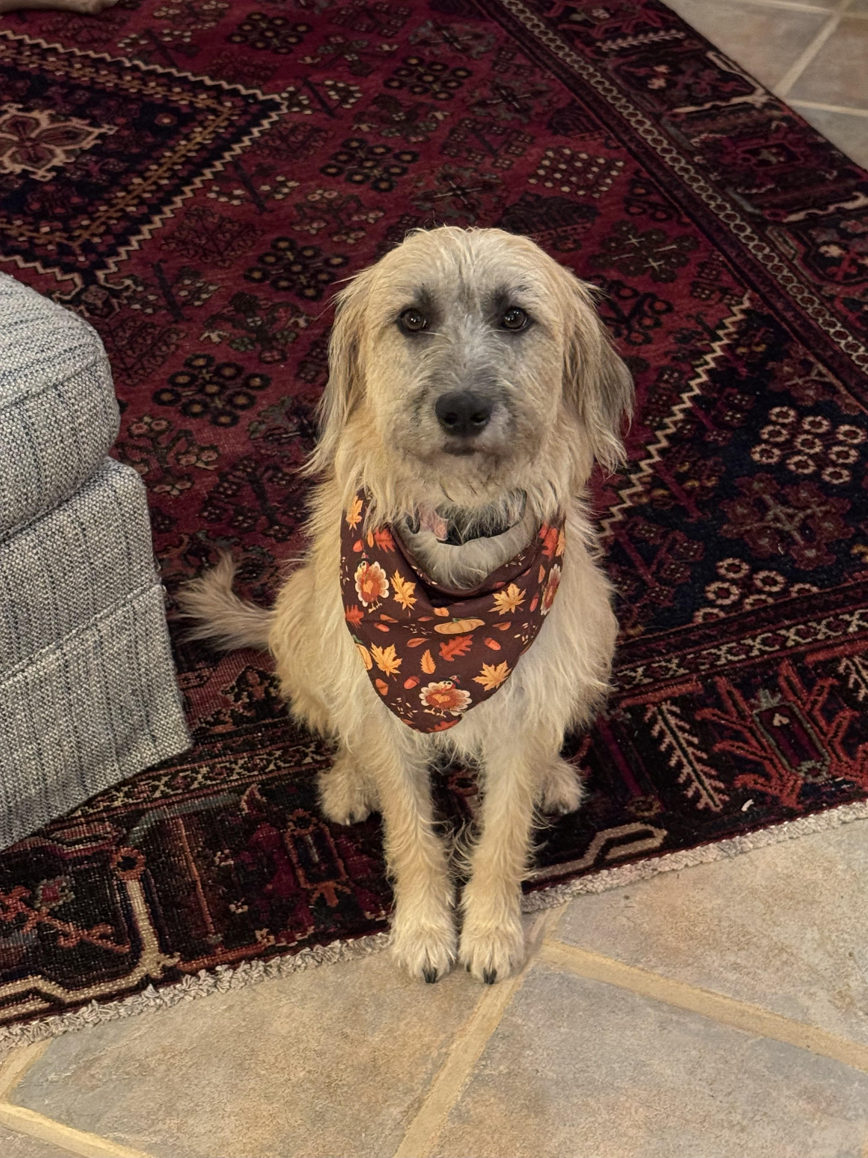 Enlarge Amber, an adopted mixed breed in Lexington, KY image 2/6