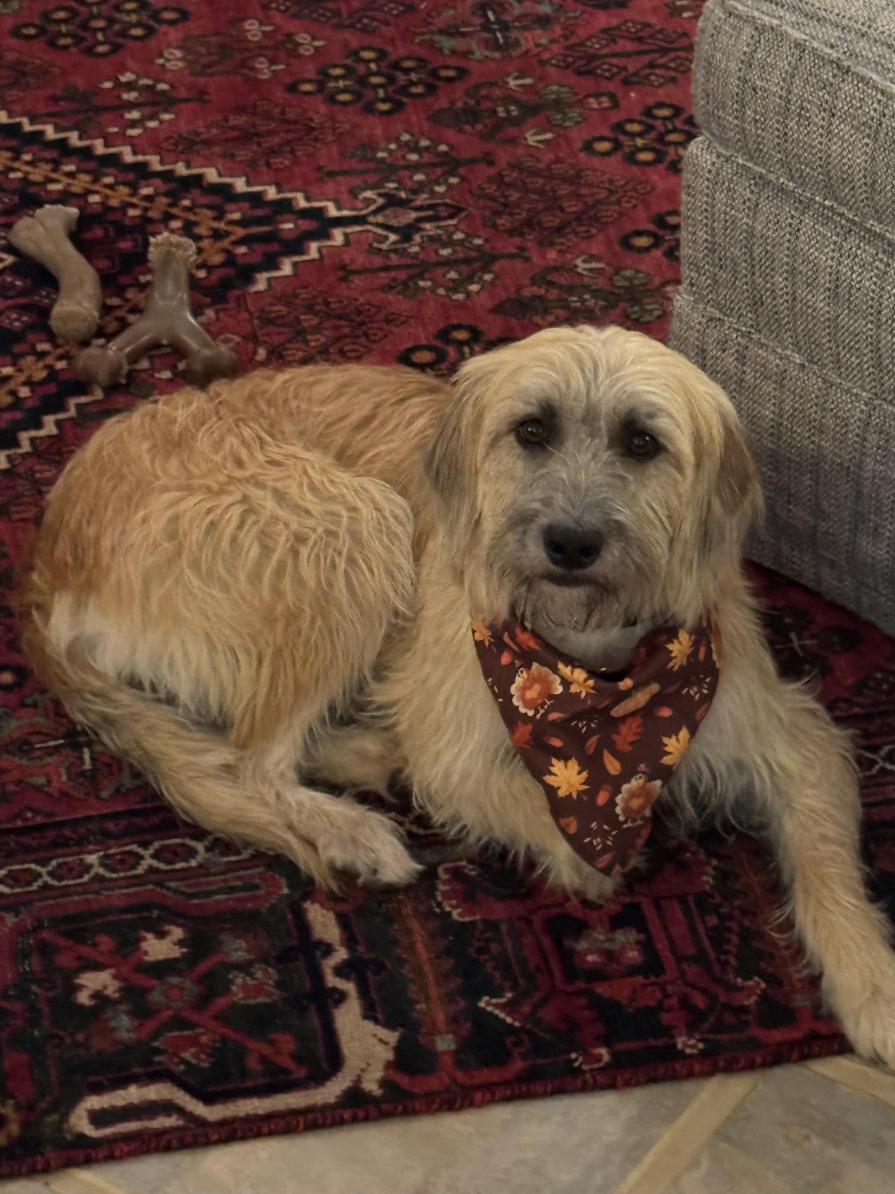 Enlarge Amber, an adopted mixed breed in Lexington, KY image 4/6