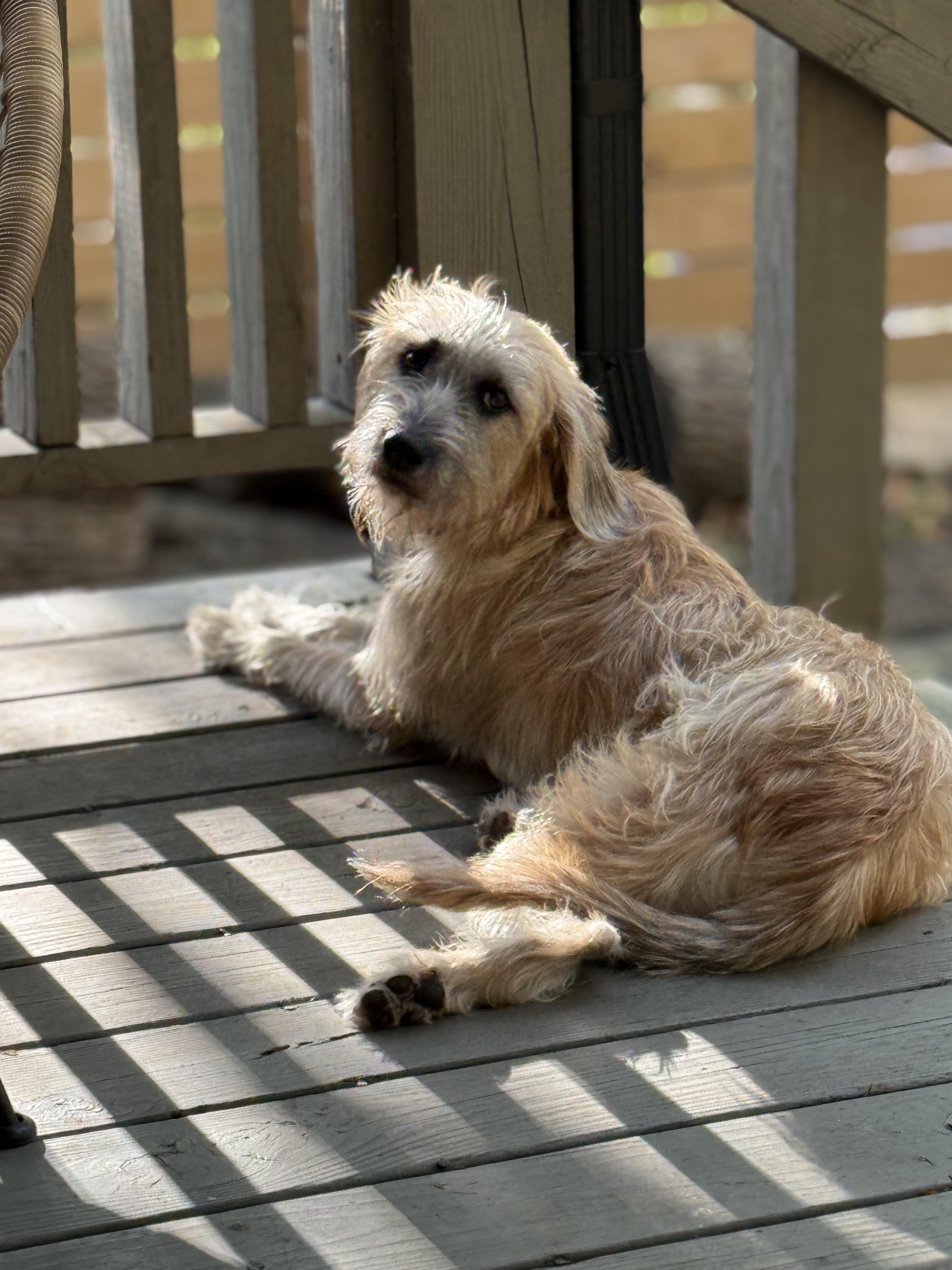Enlarge Amber, an adopted mixed breed in Lexington, KY image 5/6