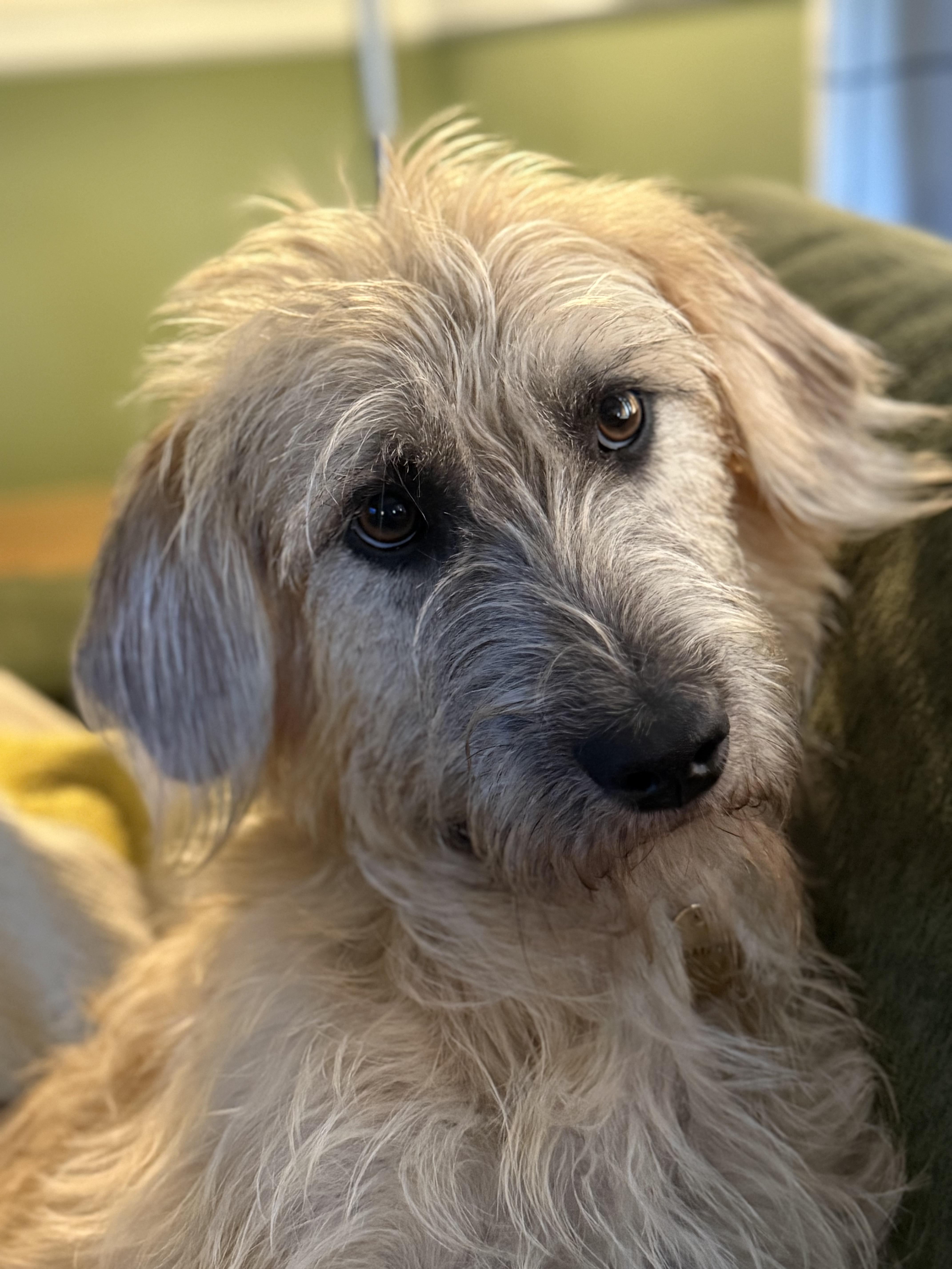 Enlarge Amber, an adopted mixed breed in Lexington, KY image 6/6