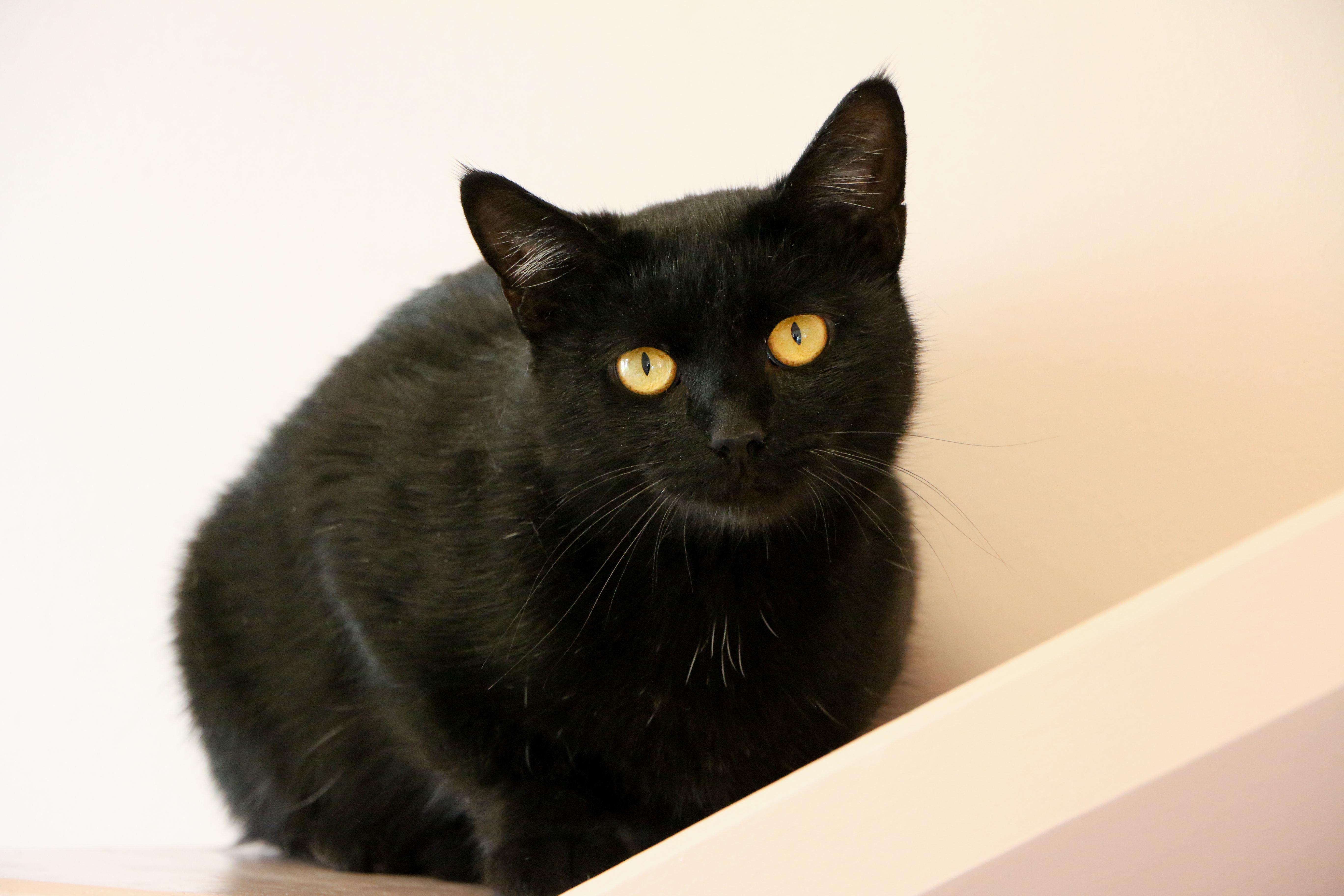 Enlarge Maple, a Adoptable Domestic Short Hair in Charles Town, WV image 6/6