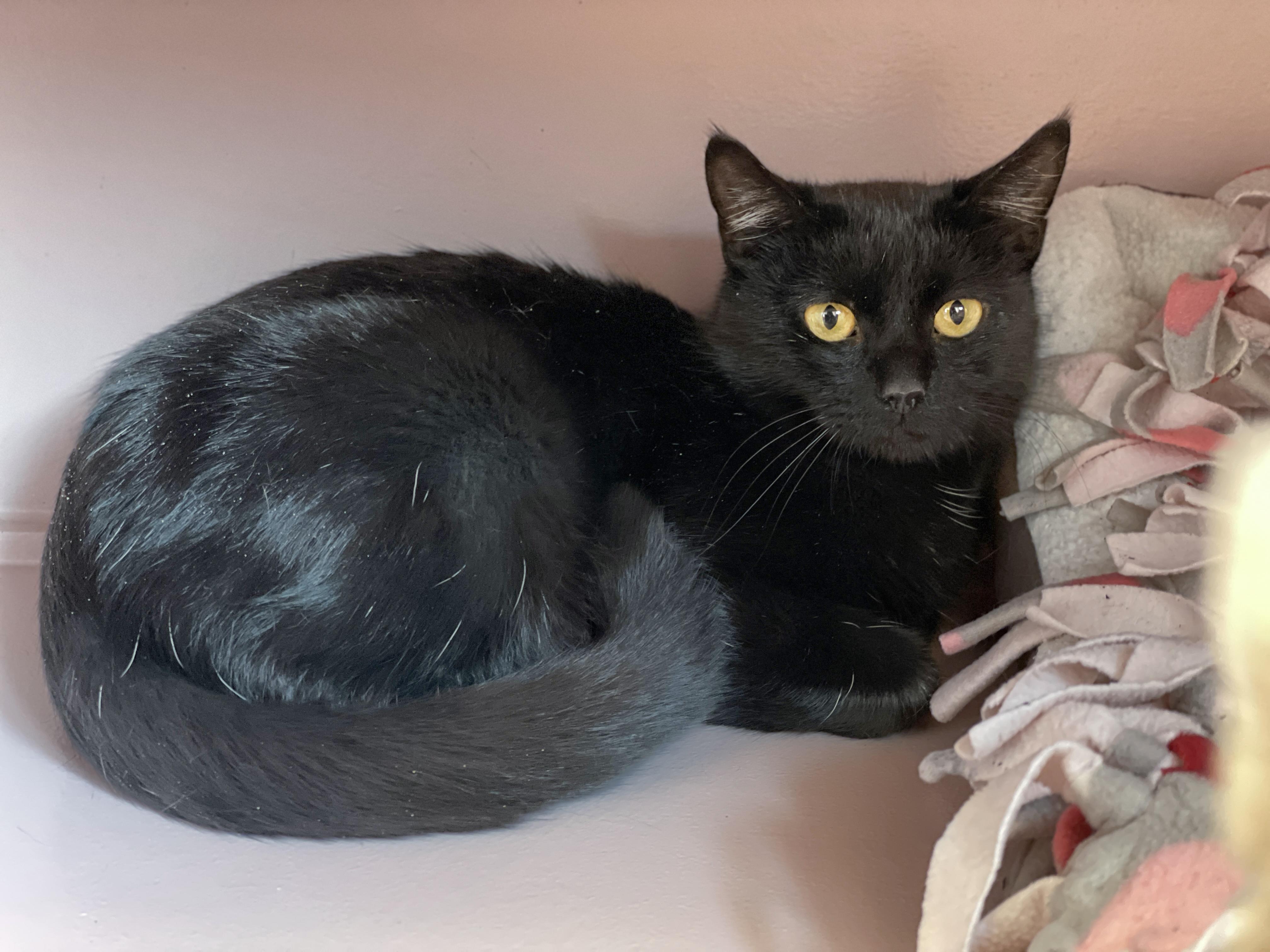 Enlarge Maple, a Adoptable Domestic Short Hair in Charles Town, WV image 4/6