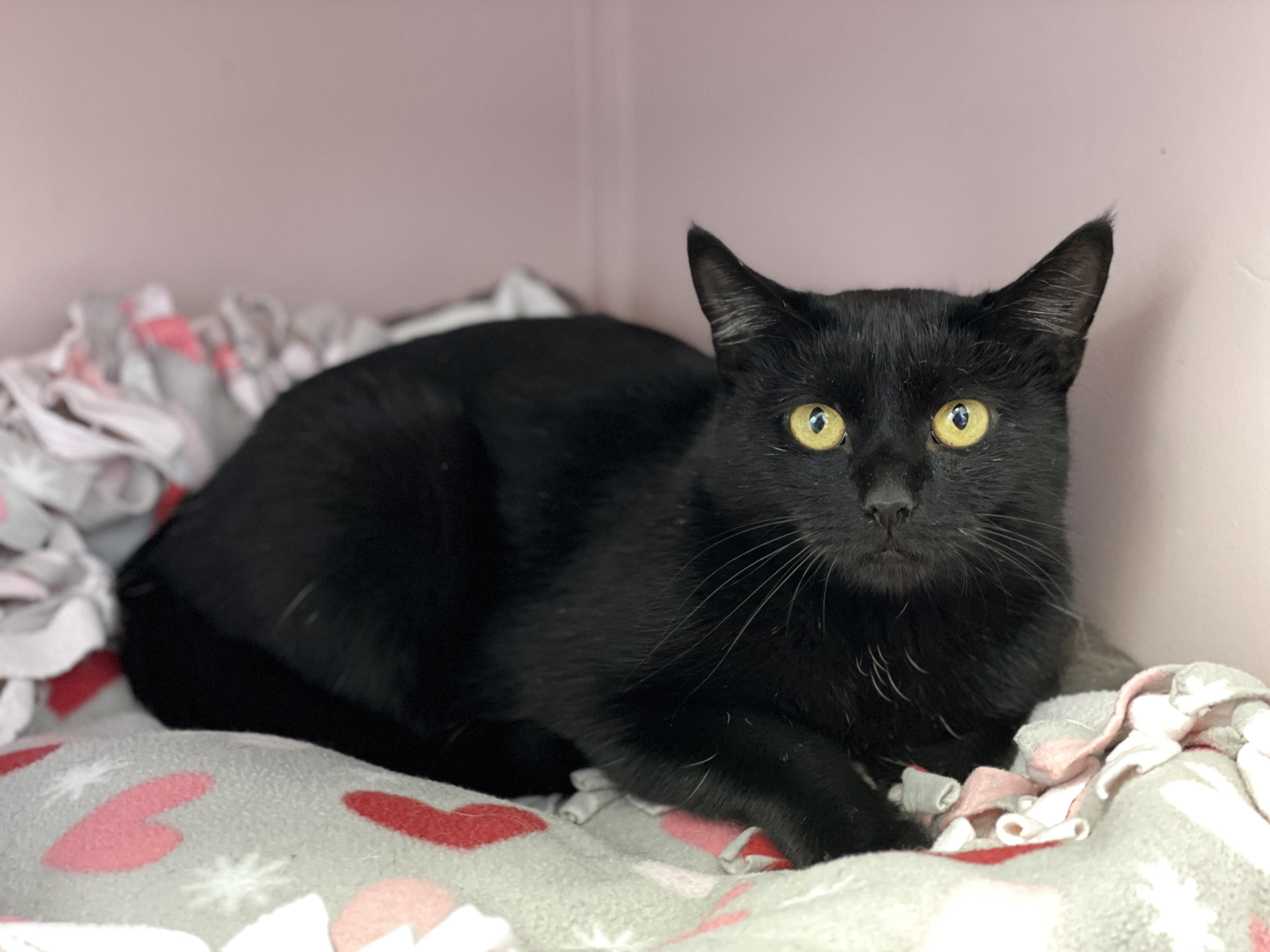 Enlarge Maple, a Adoptable Domestic Short Hair in Charles Town, WV image 5/6