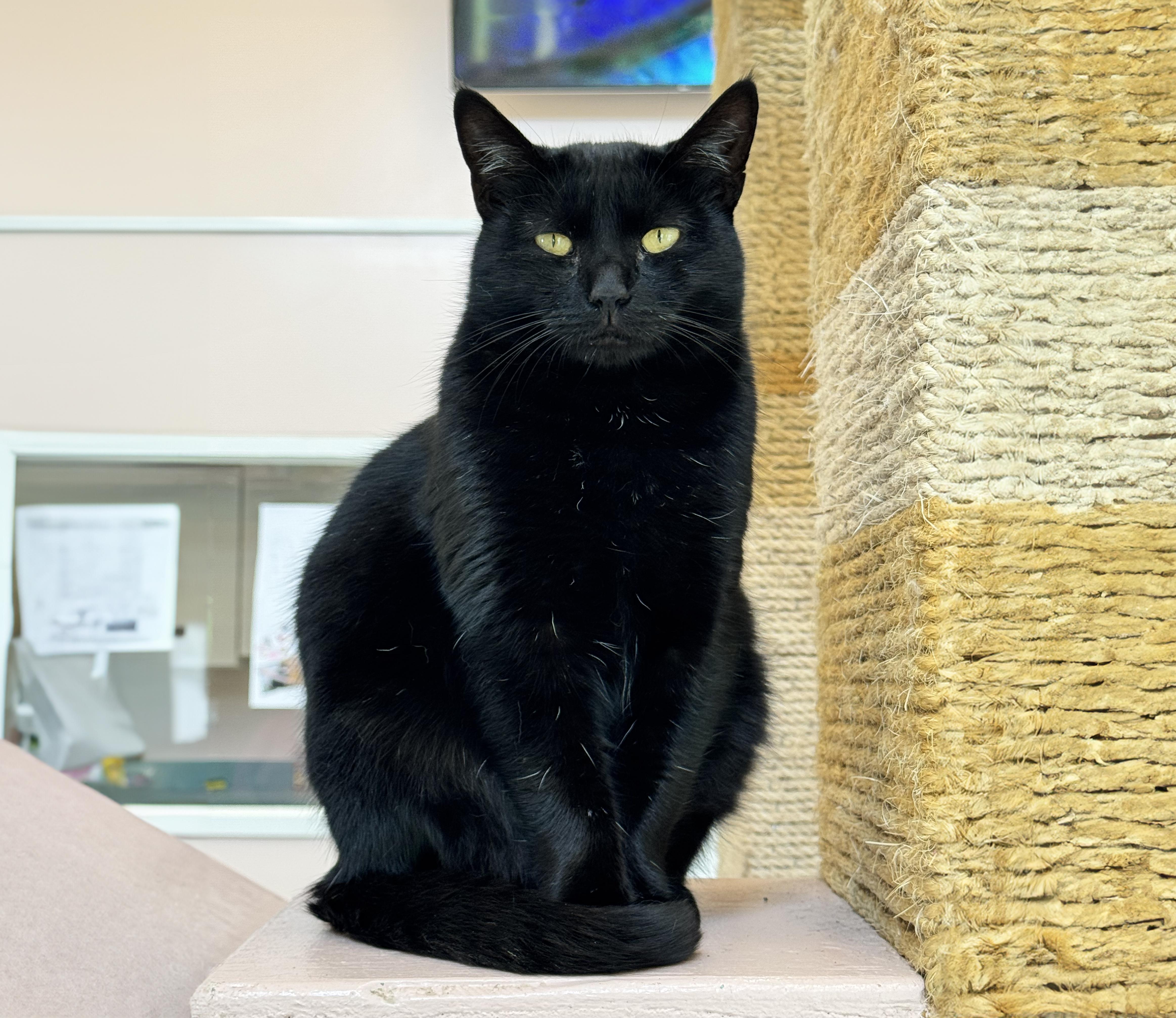 Maple, Adoptable, Adult Female Domestic Short Hair.