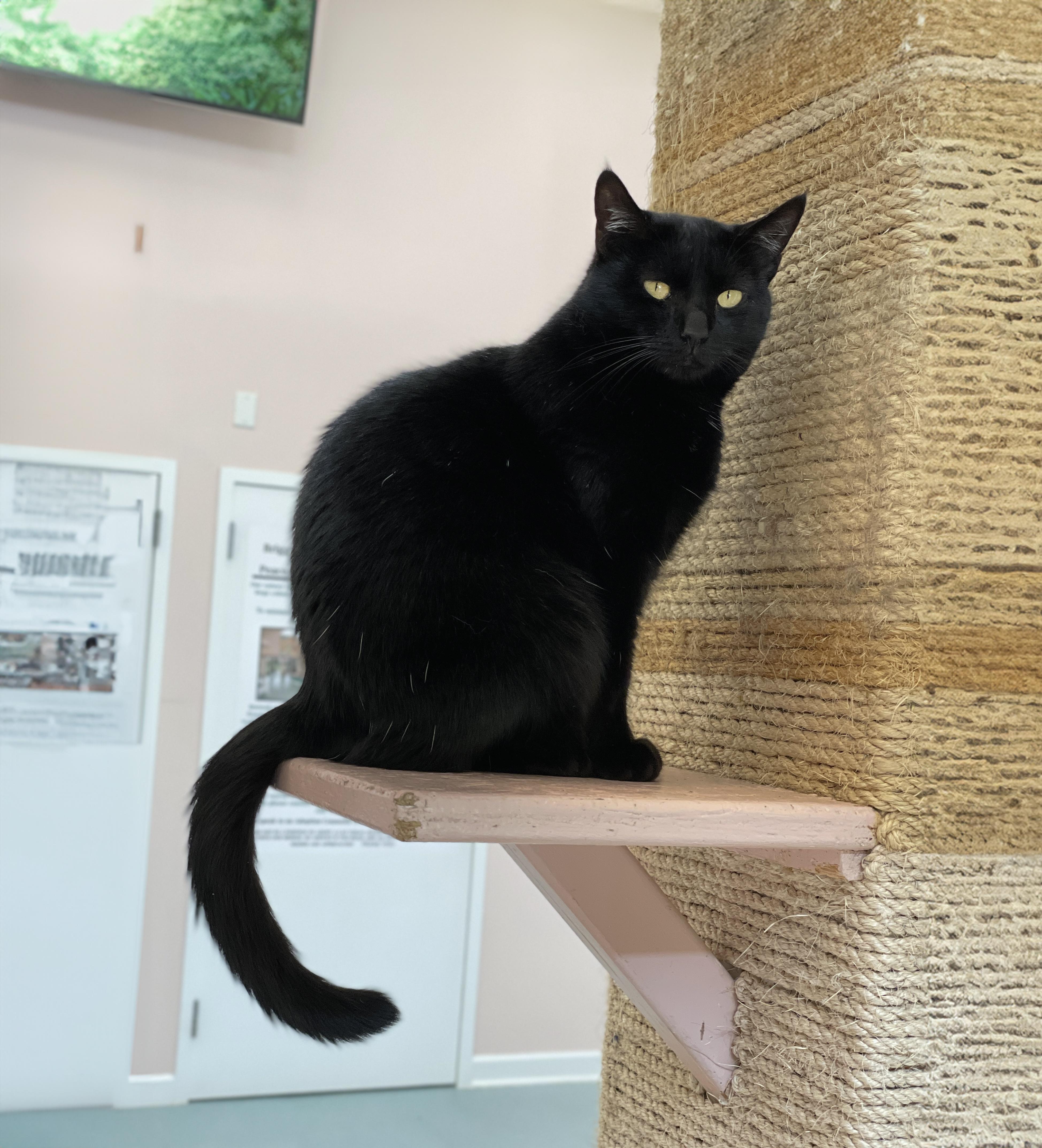 Enlarge Maple, a Adoptable Domestic Short Hair in Charles Town, WV image 2/6