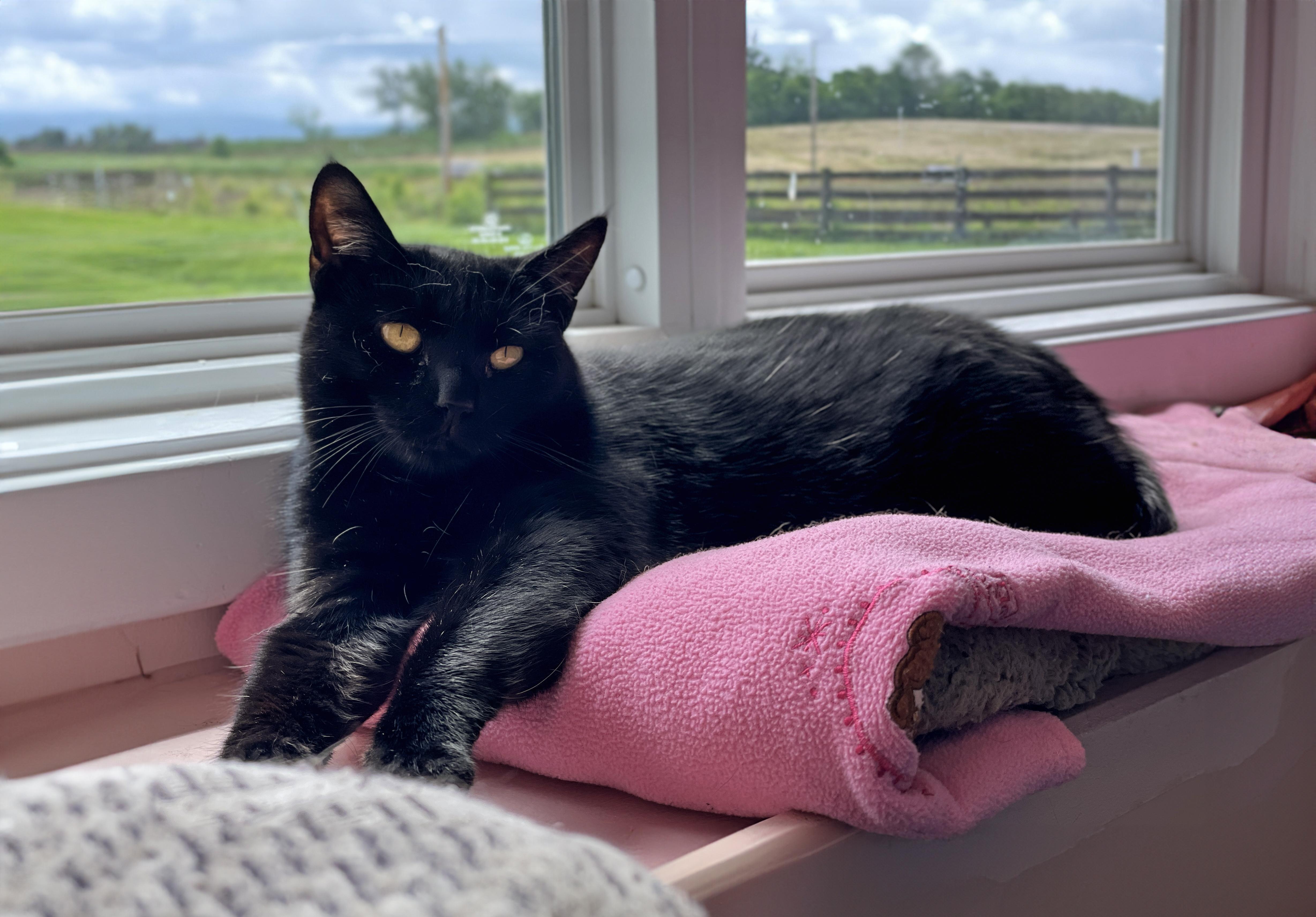 Enlarge Maple, a Adoptable Domestic Short Hair in Charles Town, WV image 3/6