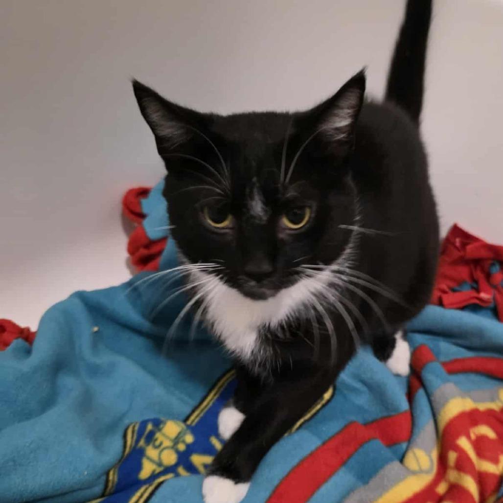 Enlarge Cosmo, a Adoptable Domestic Short Hair in Philadelphia, PA image 2/6