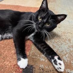 Enlarge Cosmo, a Adoptable Domestic Short Hair in Philadelphia, PA image 3/6