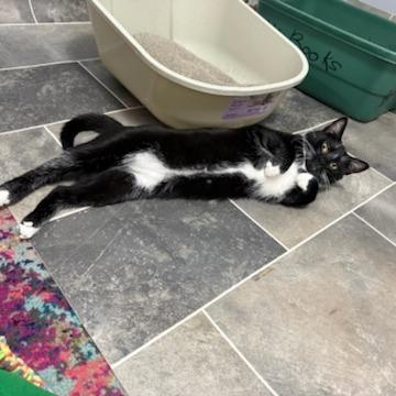 Enlarge Cosmo, a Adoptable Domestic Short Hair in Philadelphia, PA image 5/6