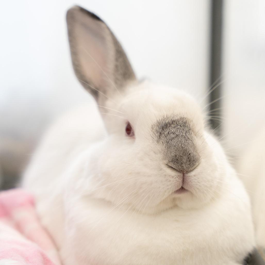 Enlarge Sheldon, a Adoptable Himalayan in Kennesaw, GA image 2/2